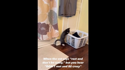 The image, taken from the Instagram video, shows the super active cat. (Instagram/@emiliexfosters)