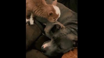 The image is taken the Reddit video shows a baby goat nibbling on a dog’s ear. (Reddi/@AnchanSan)