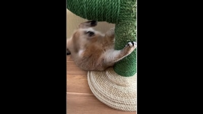 The image has been taken from the video posted on Instagram. It shows the cat doing an abs workout. (Instagram/@hosico_cat) The image has been taken from the video posted on Instagram. It shows the cat doing an abs workout. (Instagram/@hosico_cat)