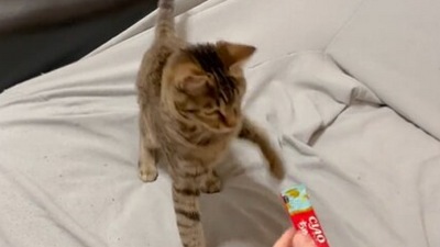 The ‘food critic’ cat who didn't seem to like its treat a lot.&nbsp; (Twitter/@ochinekoame)