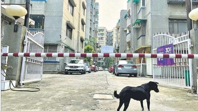 The black dog lives alone in this seemingly impersonal world, but certainly isn’t left alone to fend for himself. (Mayank Austen Soofi) The black dog lives alone in this seemingly impersonal world, but certainly isn’t left alone to fend for himself. (Mayank Austen Soofi)
