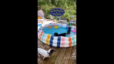 The image that show dogs cooling off themselves in the mini pool has been taken from the video posted on Instagram.&nbsp; (Instagram/@theworldsbestdogdad)
