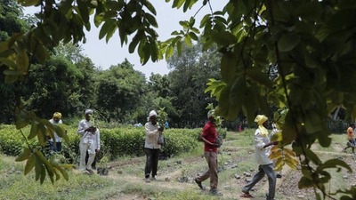 State has planted about 31-crore saplings till now and another 5-crore will be planted on August 15 (HT File photo)