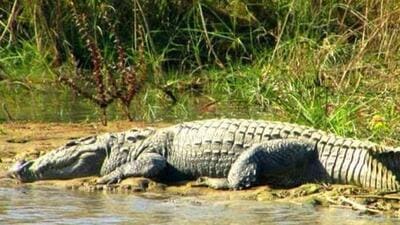 The incident occurred in Sheopur district. (File image)