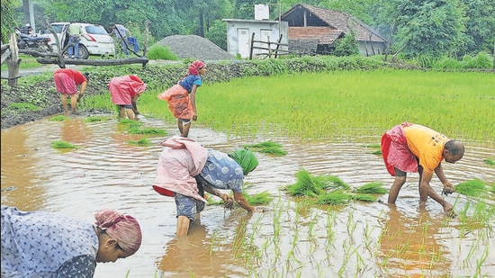 Tapi, July 10 (ANI): Labourers sow paddy saplings in a field after heavy rains lashed recently in Tapi district of Gujarat on Sunday. (ANI Photo/ANI Pic Service) (ANI)