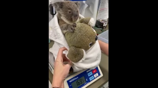 The baby koala and its ‘comfort koala’ soft toy.&nbsp;(Instagram/@currumbinwildlifehospital)