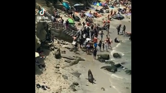 The image, taken from the viral video, shows the sea lions chasing beachgoers.(Screengrab)
