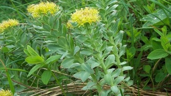 Rhodiola: Rhodiola's efficacy in treating anxiety and disease isn't well-known in the west. However, that does not mean it doesn't work. Traditional practices use Rhodiola to improve stress tolerance and resilience for physical and emotional stress.