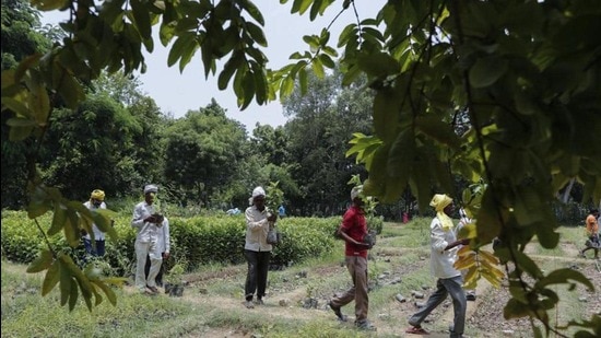 State has planted about 31-crore saplings till now and another 5-crore will be planted on August 15 (HT File photo)