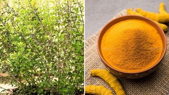 While worshipping Lord Shiva, the use of turmeric, ketki flower, tulsi leaves are prohibited.(Pinterest)