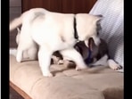 The image, taken from the Reddit video, shows a dog on its way to take its spot from another pooch on a couch.