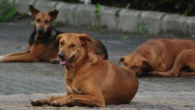 Earlier, the department had also caught four rabid dogs in the last one-and-a half-year. One of the dogs had also bitten around a dozen people in the Civil lines area, Ludhiana. (HT PHOTO) Earlier, the department had also caught four rabid dogs in the last one-and-a half-year. One of the dogs had also bitten around a dozen people in the Civil lines area, Ludhiana. (HT PHOTO)