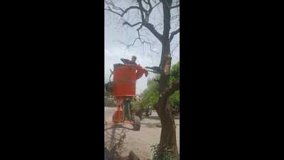 A Mohali MC worker taking down a dead tree in the city. (HT Photo)