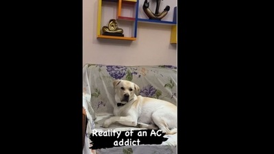 The dog woke up as soon as his human turned off the AC.&nbsp; (crazy_dog_eden/Instagram)