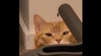 The image, taken from the Reddit video, shows the cat looking at the insect. (Screengrab)