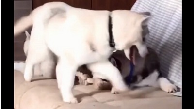 The image, taken from the Reddit video, shows a dog on its way to take its spot from another pooch on a couch. (Reddit/@I-shld-be-writing)