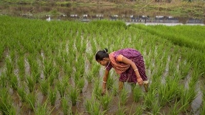 In the week ended July 8, rice, the main summer staple, witnessed a worrying 24% drop in acreage over the same period last year In the week ended July 8, rice, the main summer staple, witnessed a worrying 24% drop in acreage over the same period last year