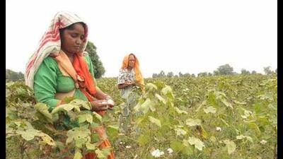 A day after it was formed, the flying squad of the agriculture department seized unauthorised bio-stimulants and suspected stocks of pesticides from different places in Bathinda on Wednesday.