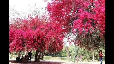 The plantation work will start with the rain and only those flowering plants will be used that require less water and are frequently seen in homes and gardens, said Prayagraj Development Authority (PDA) officials. (Pic for representation) The plantation work will start with the rain and only those flowering plants will be used that require less water and are frequently seen in homes and gardens, said Prayagraj Development Authority (PDA) officials. (Pic for representation)