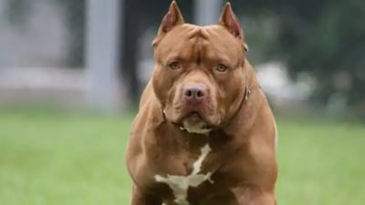 The women lived with her son and three dogs - two pitbulls and a labrador. (Image for representation only. Source: livehindustan.com) The women lived with her son and three dogs - two pitbulls and a labrador. (Image for representation only. Source: livehindustan.com)