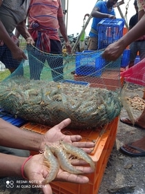 While unbridled and unscientific fishing by huge fishing trawlers over the years has taken its toll on the marine fishery, the fish farms along the coast are now having their own impact. (Joydeep Thakur/HT Photo) While unbridled and unscientific fishing by huge fishing trawlers over the years has taken its toll on the marine fishery, the fish farms along the coast are now having their own impact. (Joydeep Thakur/HT Photo)