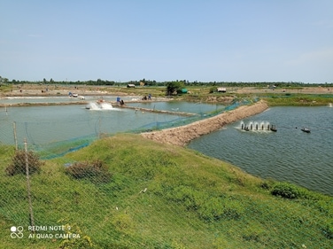 Shrimp farms are easily identifiable as they are all fenced with blue nylon nets. (Joydeep Thakur/HT Photo) Shrimp farms are easily identifiable as they are all fenced with blue nylon nets. (Joydeep Thakur/HT Photo)
