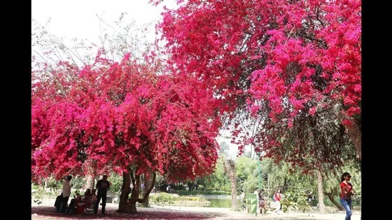 The plantation work will start with the rain and only those flowering plants will be used that require less water and are frequently seen in homes and gardens, said Prayagraj Development Authority (PDA) officials. (Pic for representation)