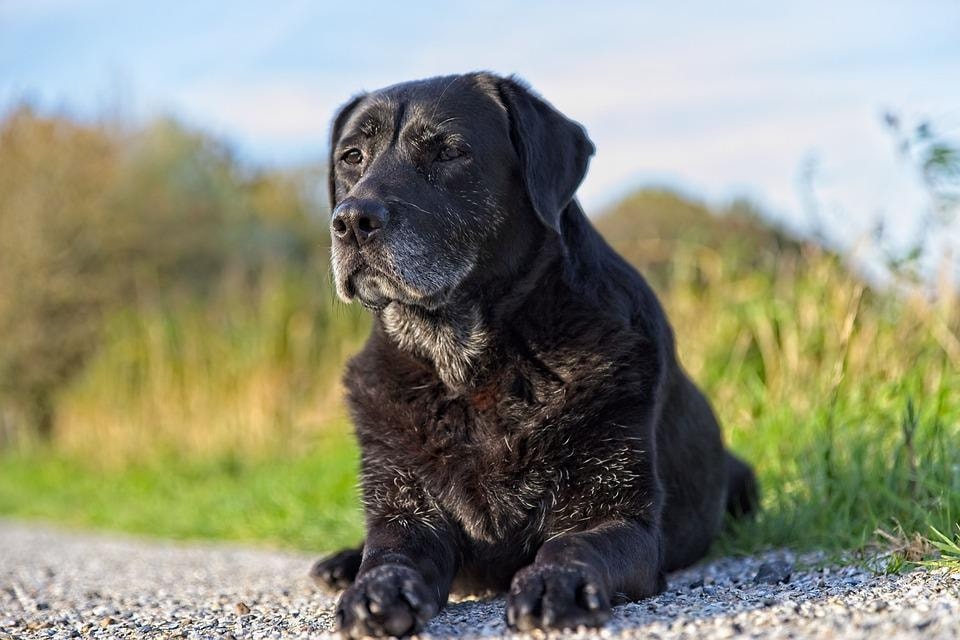 Making sure your dog exercises regularly can help promote healthy ageing (Pixabay) Making sure your dog exercises regularly can help promote healthy ageing (Pixabay)