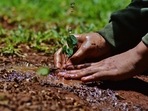 Under the practice that began in the year 1984, landholders are permitted to cut trees for economic gain, provided they initiate the plantation of at least thrice the number of trees that are to be cut. (HT File Photo/Representative Image) Under the practice that began in the year 1984, landholders are permitted to cut trees for economic gain, provided they initiate the plantation of at least thrice the number of trees that are to be cut. (HT File Photo/Representative Image)