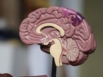 Do you know your brain's neurons function even in sleep?