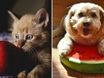 Here are 5 important fruits, pet parents can give to their little companions.(Pixabay, Pinterest) Here are 5 important fruits, pet parents can give to their little companions.(Pixabay, Pinterest)