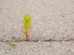 Plant growing out of asphalt. (Dreamstime Image/for Representation)