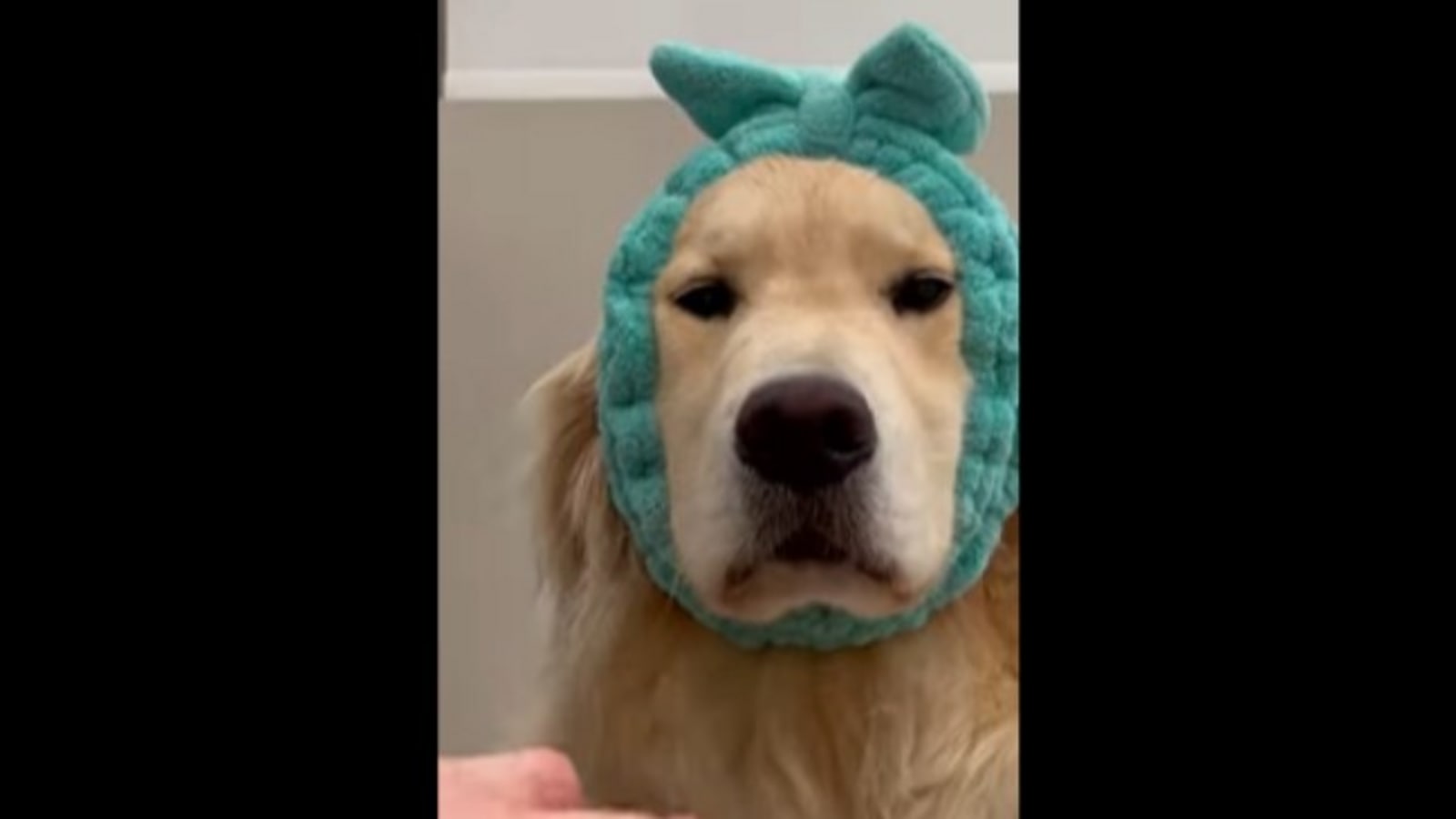 This adorable Golden Retriever dog has a night-time skincare routine. Watch | Trending