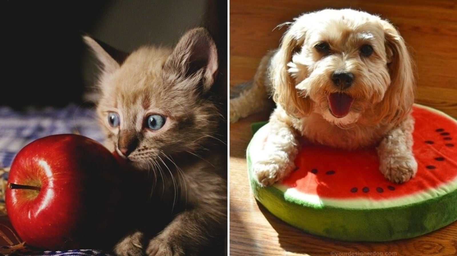 Pet nutrition: 5 healthy and tasty fruits for your pets