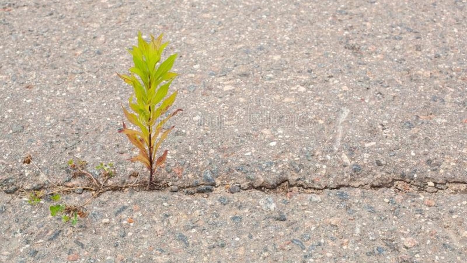 Bengaluru civic body under fire after plants bud in newly asphalted road in Varthur