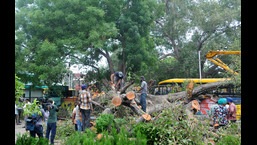The high court has sought responses from the Chandigarh administration, municipal corporation and Carmel Convent School on which authority was responsible for maintenance of heritage trees and if there was negligence on part of any authority that led to the tree collapse accident. (HT Photo)