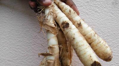 The root of Maranta arundinacea. (Wkipedia)
