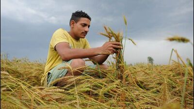 India banned the private export of wheat on May 13 after a scorching early summer impacted yields and cut output estimates by nearly 5%. India banned the private export of wheat on May 13 after a scorching early summer impacted yields and cut output estimates by nearly 5%.