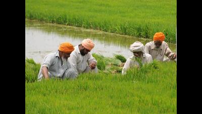 The Punjab rural development and panchayats department has temporarily suspended drive to evict illegally occupied “shamlat” (village common land) owing to paddy sown over most the land listed for the takeover.