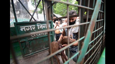 The Pit Bull that mauled an elderly woman to death in Kaiserbagh area of Lucknow recently in LMC custody. (Deepak Gupta/HT) The Pit Bull that mauled an elderly woman to death in Kaiserbagh area of Lucknow recently in LMC custody. (Deepak Gupta/HT)
