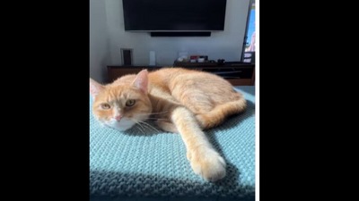 This cat reacts adorably when its human sneezes.&nbsp; (Instagram/@pennythegingercat)