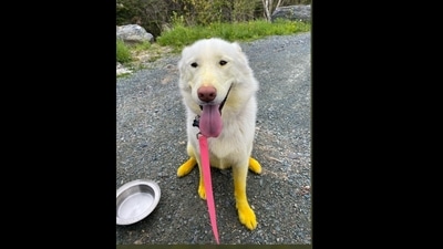 The photo of the dog with her legs and paws turning yellow was posted on Twitter. (@dog_rates/Twitter ) The photo of the dog with her legs and paws turning yellow was posted on Twitter. (@dog_rates/Twitter )
