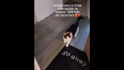 The image, taken from the Instagram video, shows the cat on its way to meet pet mom's friend. (Instagram/@eliethehallwaycat)