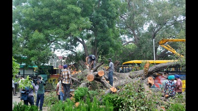 The high court has sought responses from the Chandigarh administration, municipal corporation and Carmel Convent School on which authority was responsible for maintenance of heritage trees and if there was negligence on part of any authority that led to the tree collapse accident. (HT Photo) The high court has sought responses from the Chandigarh administration, municipal corporation and Carmel Convent School on which authority was responsible for maintenance of heritage trees and if there was negligence on part of any authority that led to the tree collapse accident. (HT Photo)