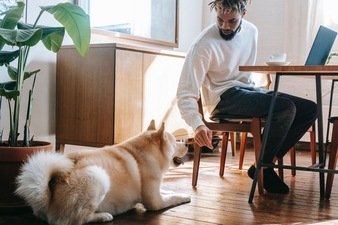 Pet care tips if you are working from home&nbsp; (Zen Chung)