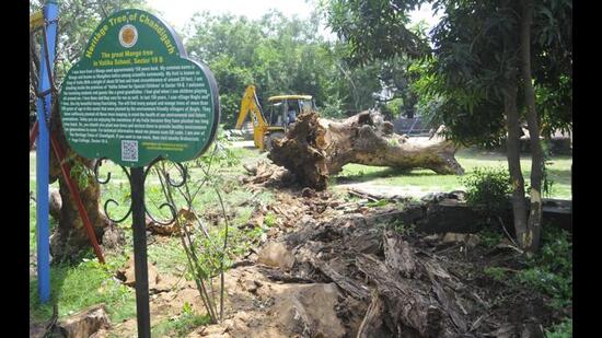 The 150-year-old heritage tree that was axed at Vatika School for Deaf and Dumb Children in Sector 19-B, Chandigarh, on Thursday. (Keshav Singh/HT) The 150-year-old heritage tree that was axed at Vatika School for Deaf and Dumb Children in Sector 19-B, Chandigarh, on Thursday. (Keshav Singh/HT)