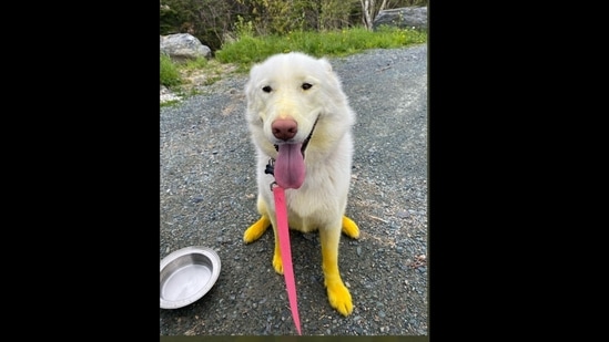 The photo of the dog with her legs and paws turning yellow was posted on Twitter.&nbsp;(@dog_rates/Twitter )