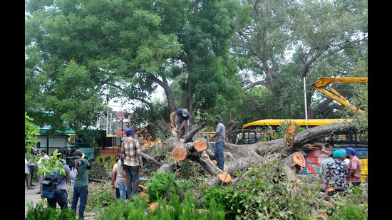 The high court has sought responses from the Chandigarh administration, municipal corporation and Carmel Convent School on which authority was responsible for maintenance of heritage trees and if there was negligence on part of any authority that led to the tree collapse accident. (HT Photo) The high court has sought responses from the Chandigarh administration, municipal corporation and Carmel Convent School on which authority was responsible for maintenance of heritage trees and if there was negligence on part of any authority that led to the tree collapse accident. (HT Photo)