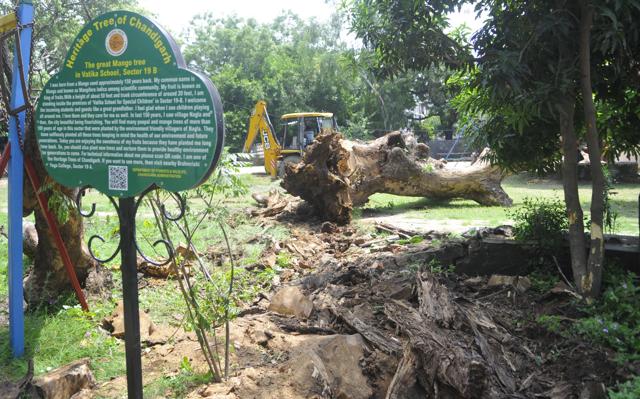 The 150-year-old heritage tree that was axed at Vatika School for Deaf and Dumb Children in Sector 19-B, Chandigarh, on Thursday. (Keshav Singh/HT) The 150-year-old heritage tree that was axed at Vatika School for Deaf and Dumb Children in Sector 19-B, Chandigarh, on Thursday. (Keshav Singh/HT)