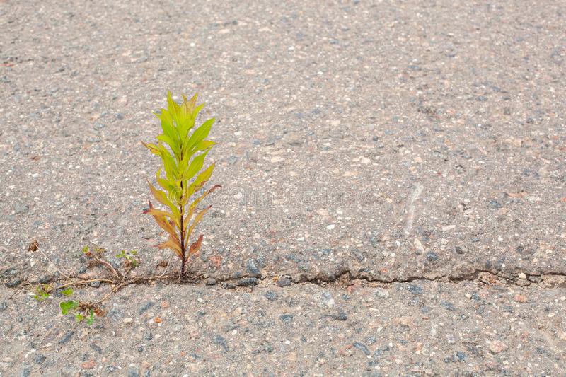 Plant growing out of asphalt. (Dreamstime Image/for Representation)